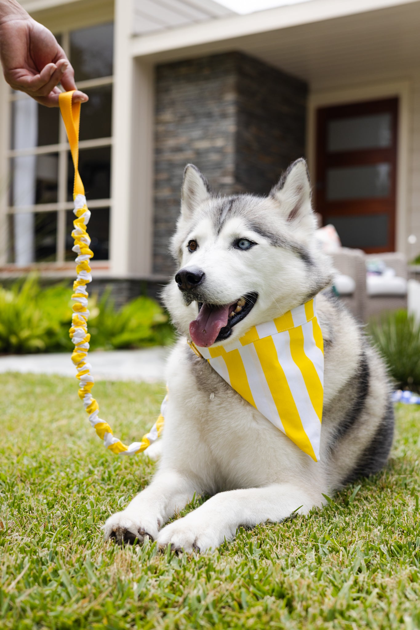 Yellow and White Stripe Tangle Free Dog Collar & Leash Set