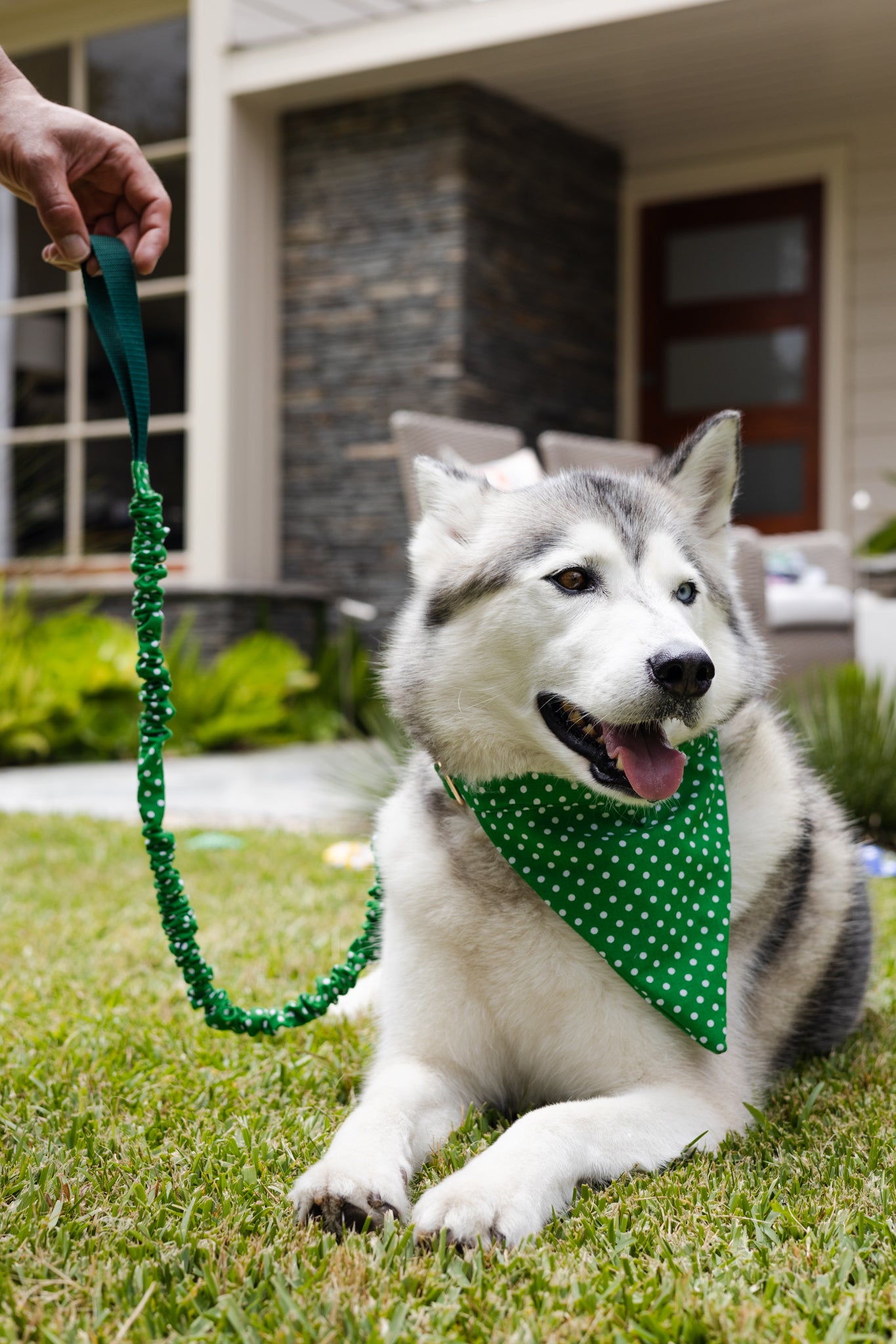 Green and White Polkadot Tangle Free Dog Collar & Leash Set