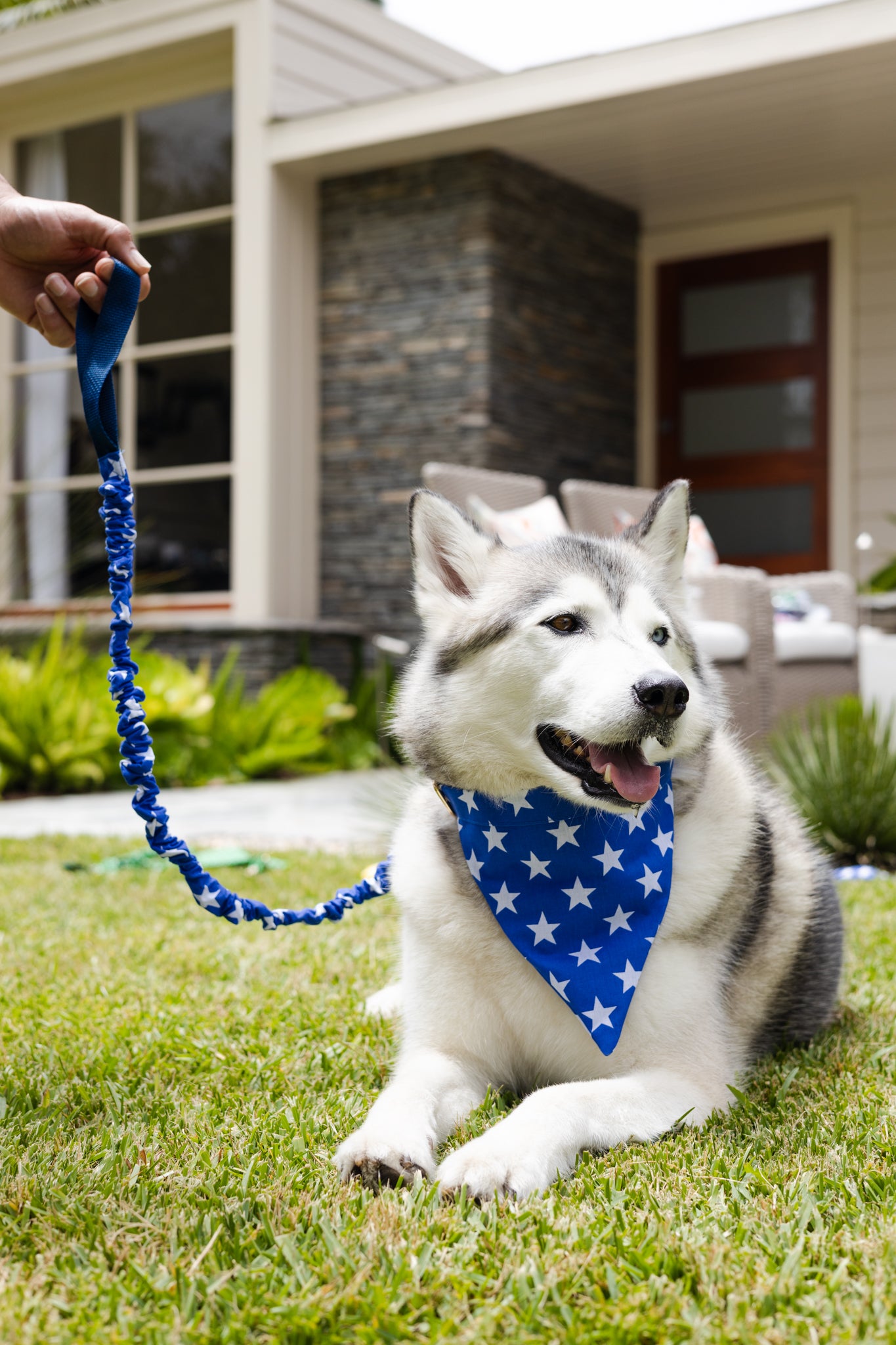 Blue and White Stars No Tangle Dog Collar and Bandana In-One