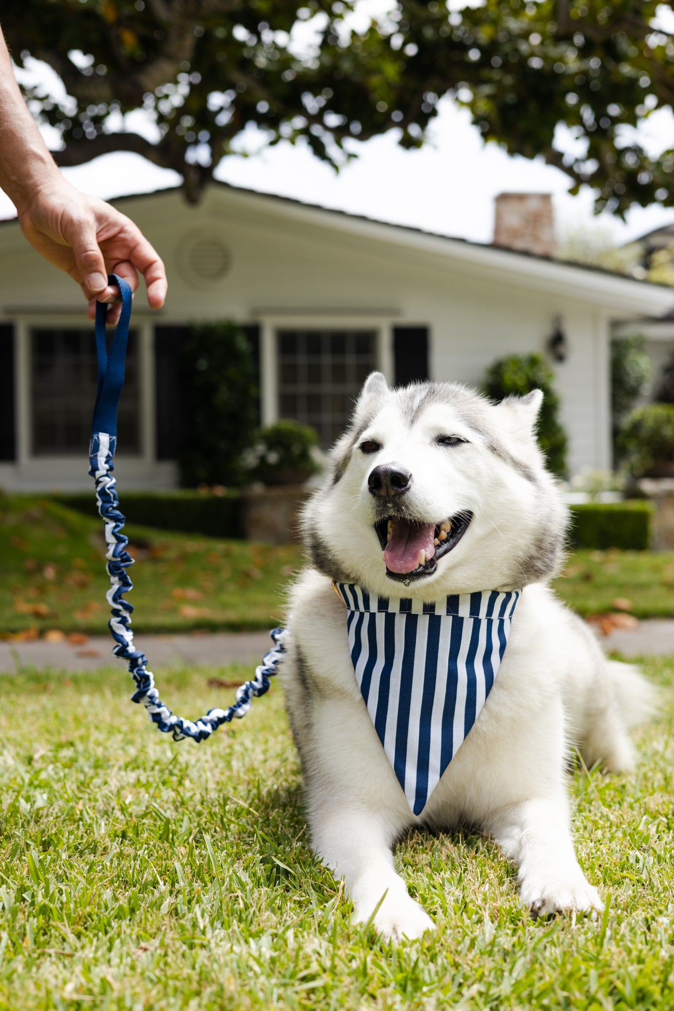 Navy and White Stripes No Tangle Dog Collar and Bandana In-One