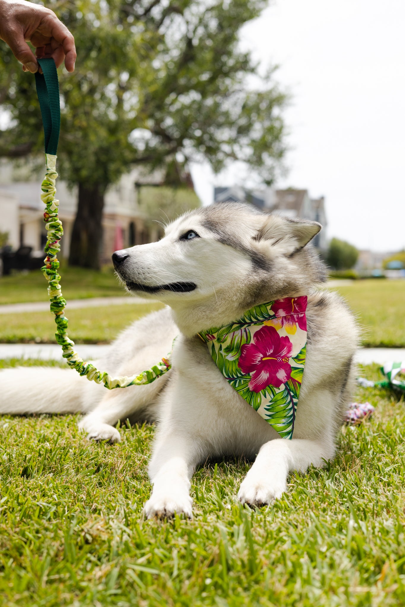 Hawaiian Print No Tangle Dog Leash