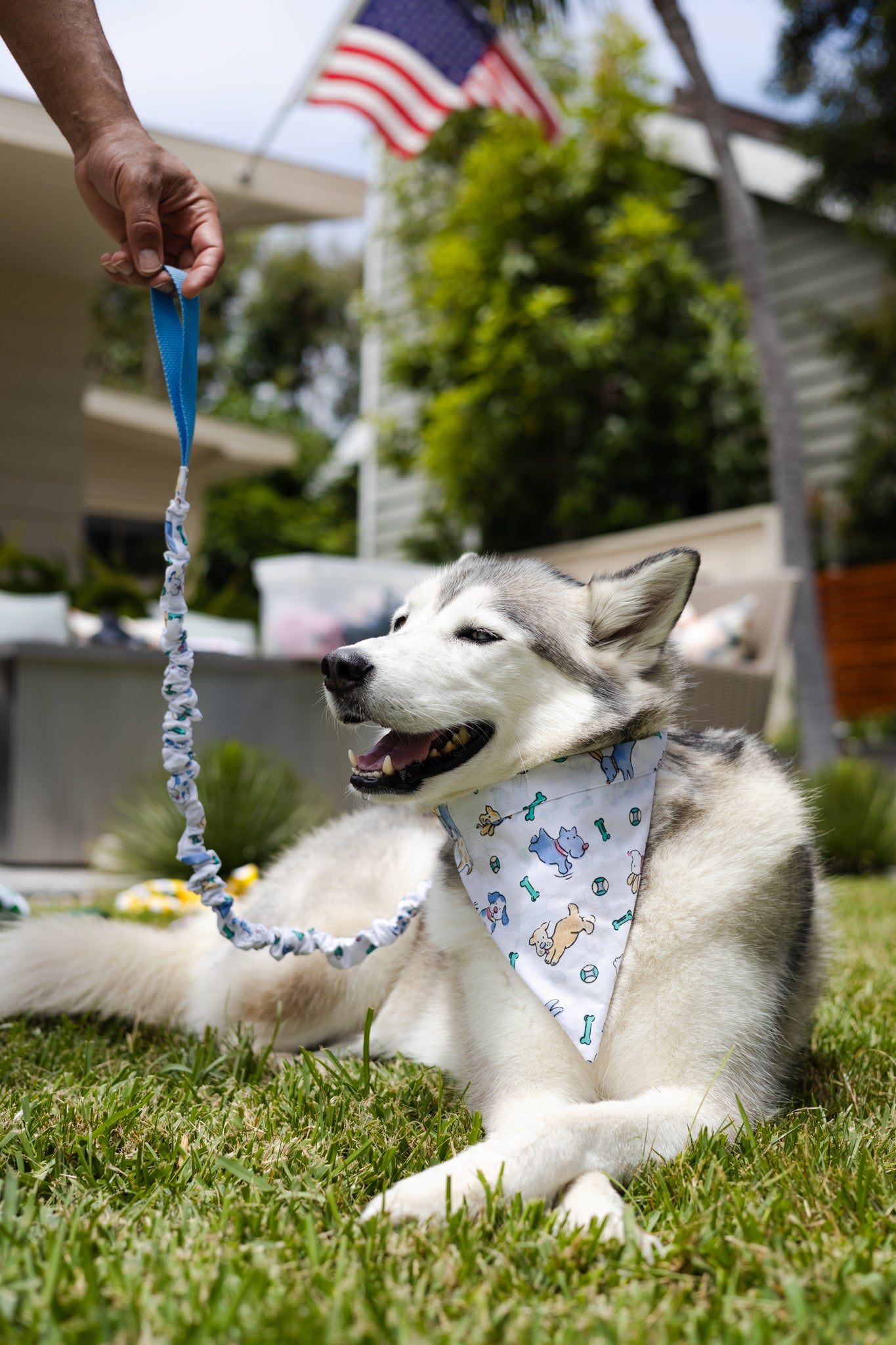 Playful Print No Tangle Dog Leash