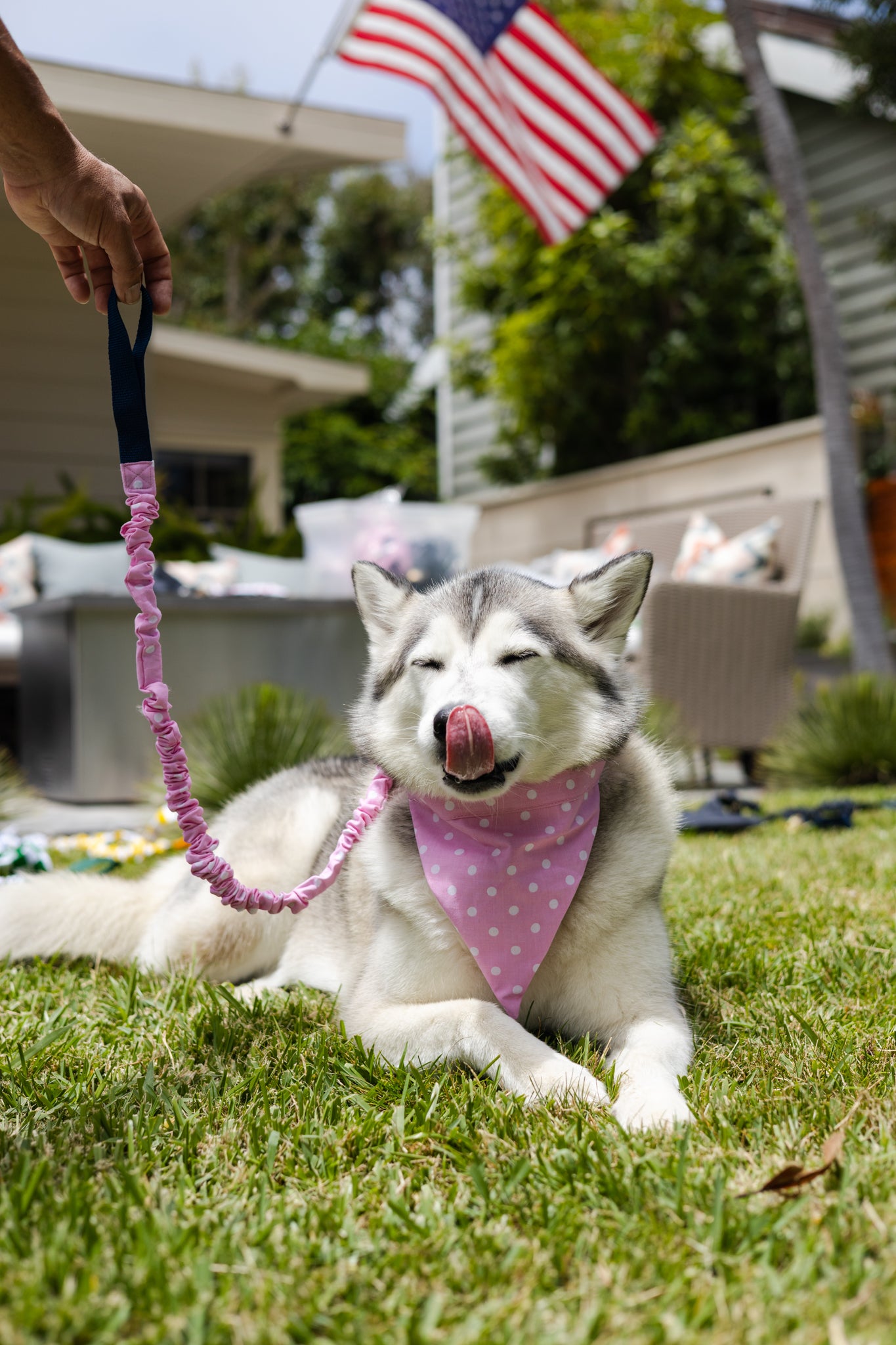 Pink Polkadot No Tangle Dog Leash