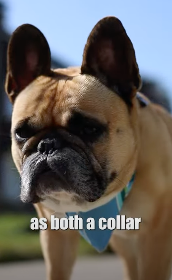 Load video: how does tangle free dog collar and leash work